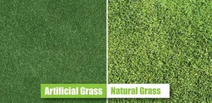 Mengapa rumput di lapangan bola harus dipelihara 
