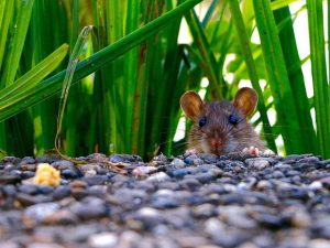 Bahaya Penyakit Kencing Tikus
