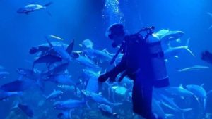 Aquarium terbesar di Indonesia
