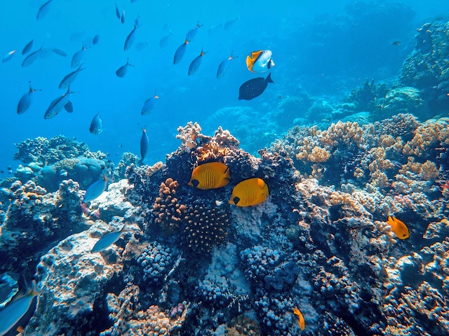 Bahaya sunscreen terhadap terumbu karang